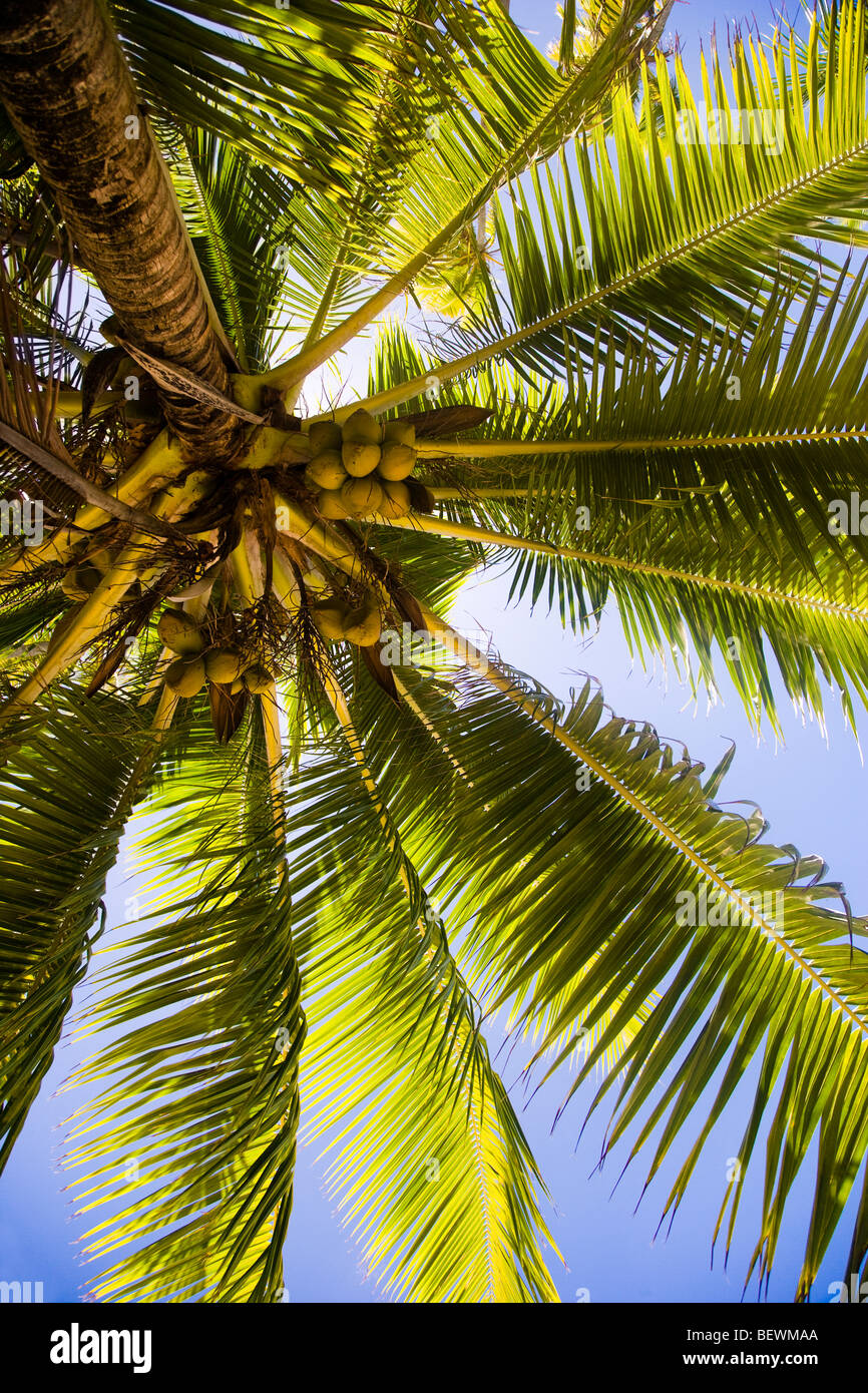 Basso angolo vista di una noce di cocco Palm tree, Tahaa, Tahiti, Polinesia Francese Foto Stock