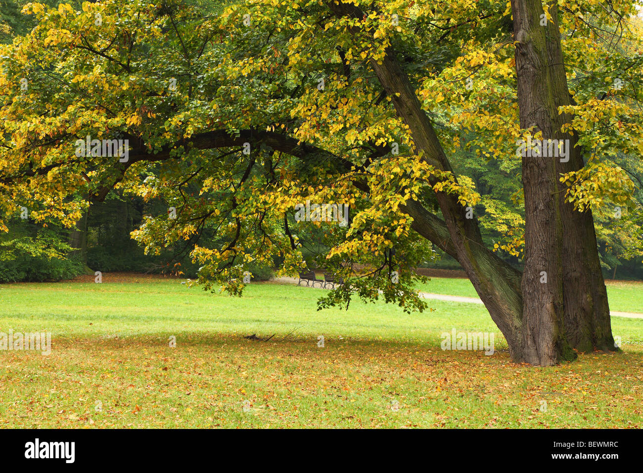 Il vecchio tiglio in autunno.Tilia cordata Foto Stock