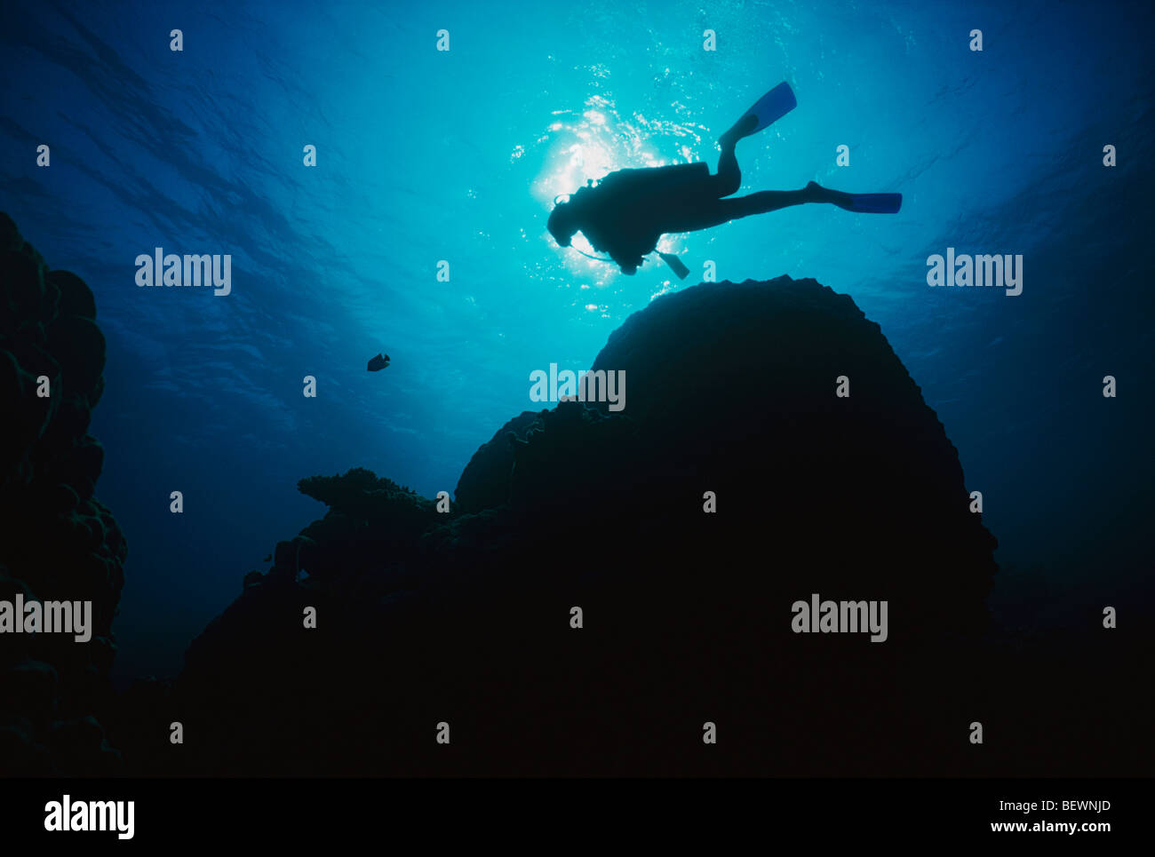 Scuba Diver esplora Coral reef. Il Sinai, Egitto - Mar Rosso Foto Stock