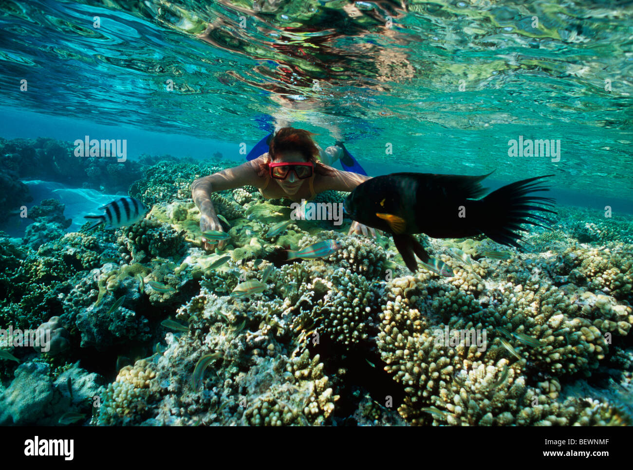 Apneista osserva Broomtail Wrasse e sergente maggiore. Il Sinai, Egitto - Mar Rosso Foto Stock