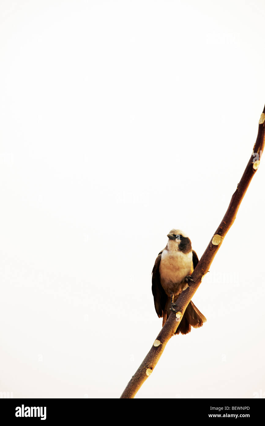 Uccello sul ramo, Parco Nazionale Etosha Foto Stock