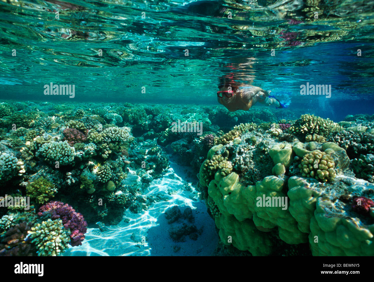 Apneista esplora Coral reef. Il Sinai, Egitto - Mar Rosso Foto Stock