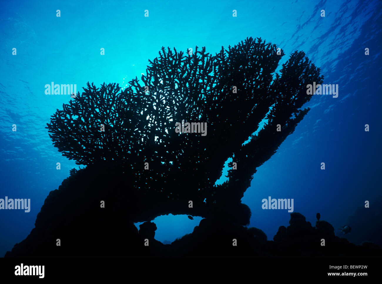 Gorgonia corallo. Il Sinai, Egitto - Mar Rosso Foto Stock