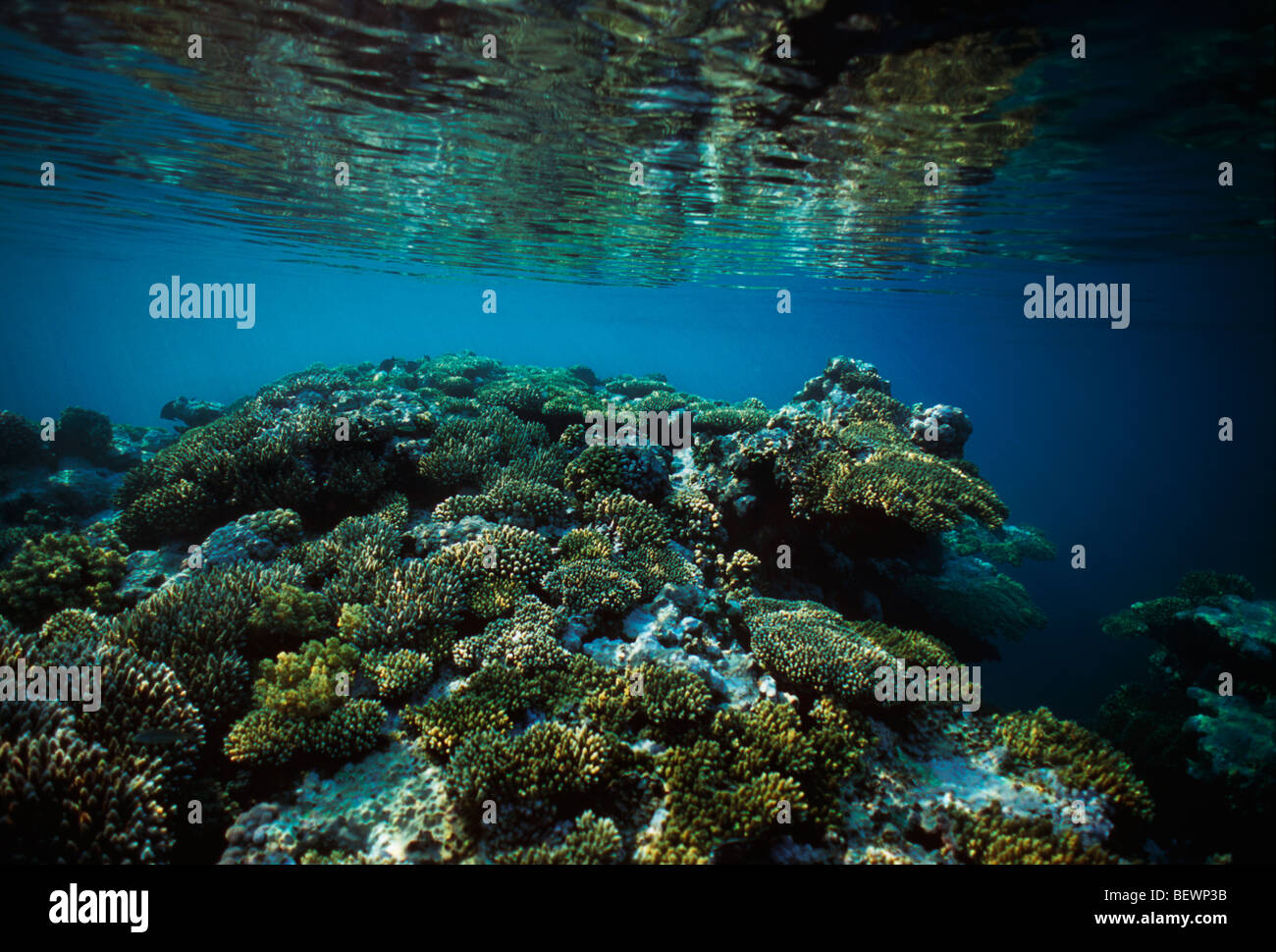 La piastra di formazione di corallo. Il Sinai, Egitto - Mar Rosso Foto Stock