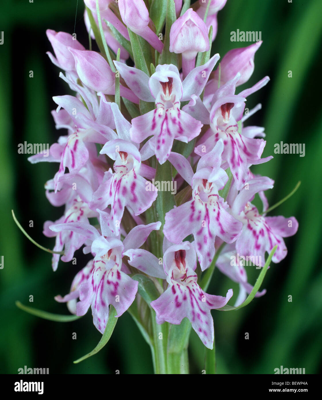 Avvistato comune (orchidea Dactylorhiza fuchsii) fiore spike e broccoli Foto Stock