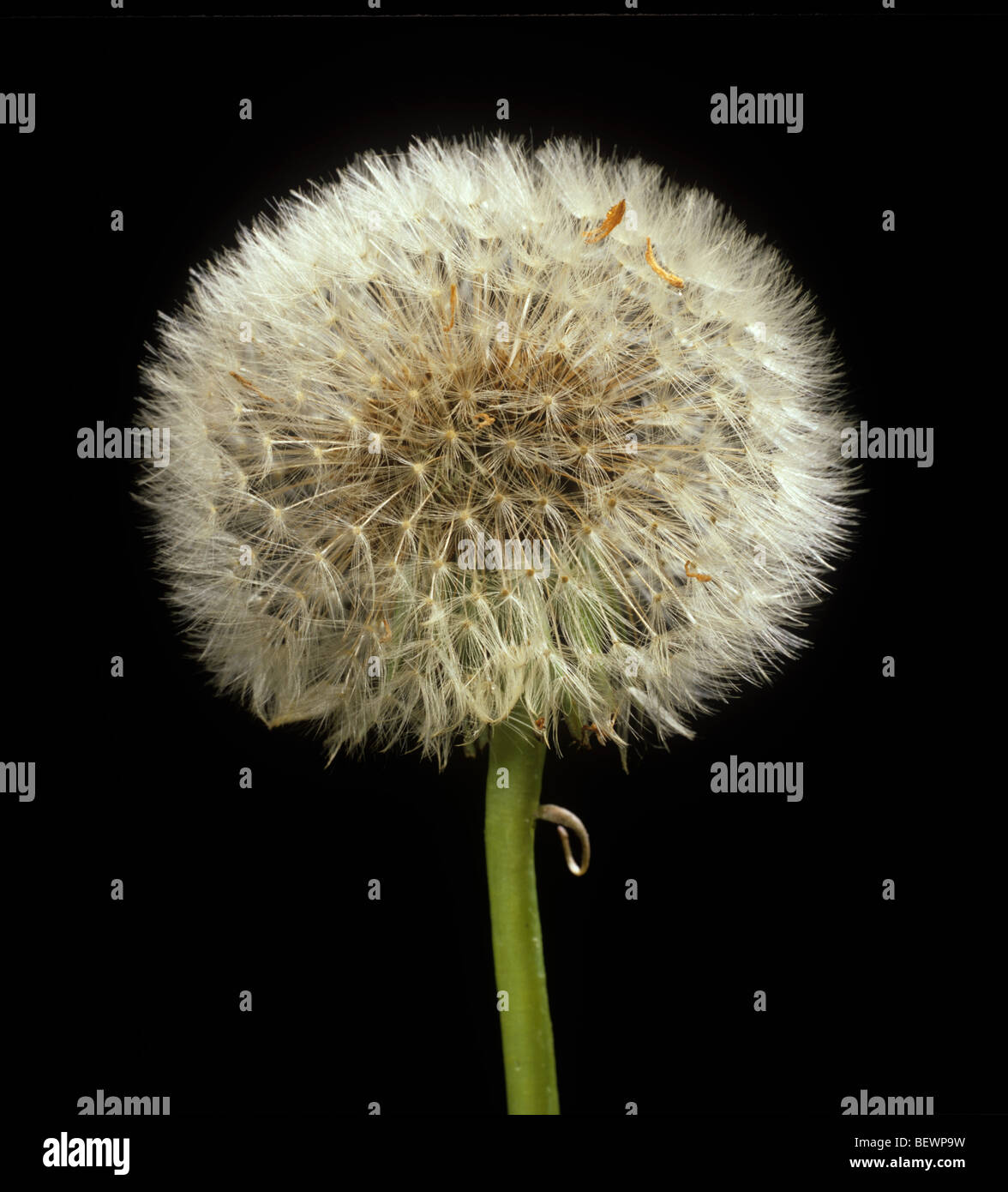 Tarassaco (Taraxacum officinale) orologio seedhead intatta con i semi maturi Foto Stock