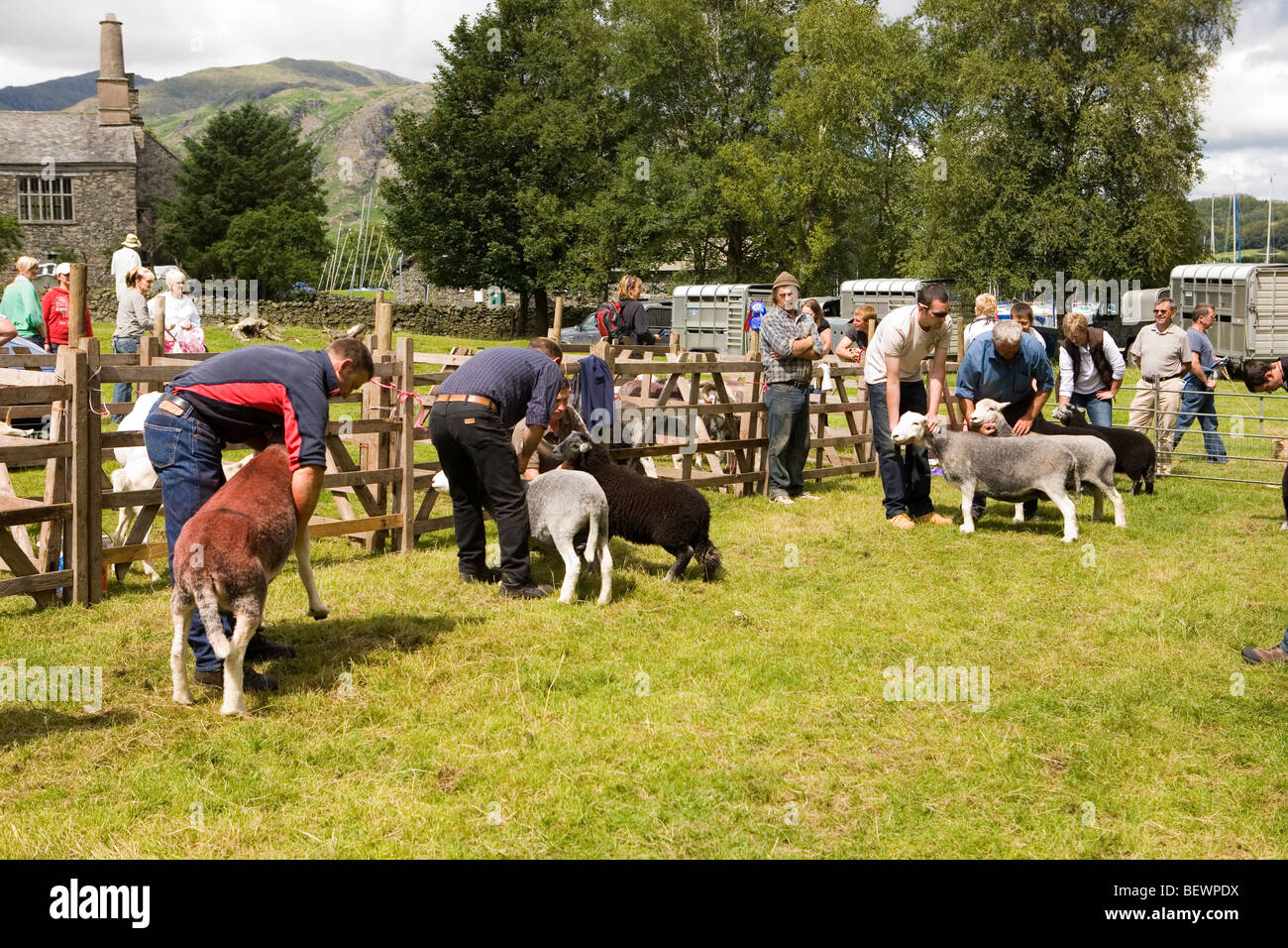 Pecore che mostra a Coniston Country Fair Foto Stock