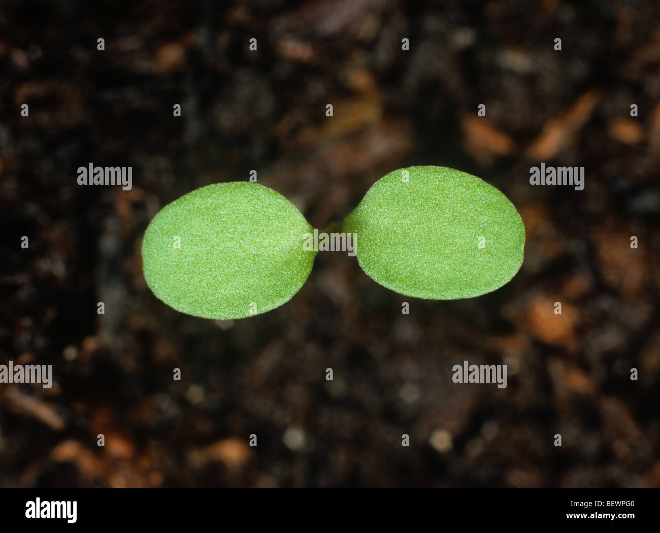 Hedge senape (Sisymbrium officinale) piantina con cotiledoni solo Foto Stock