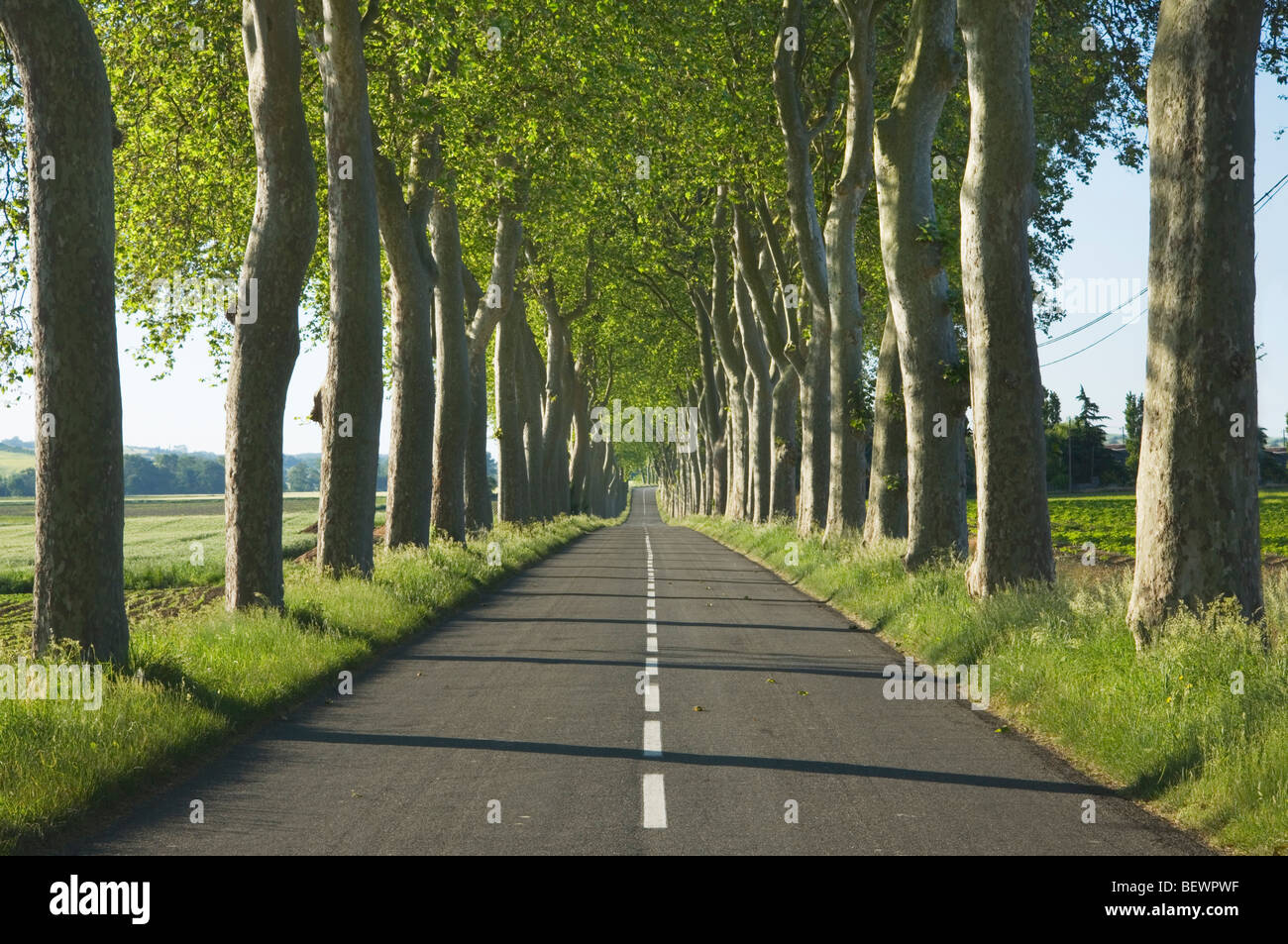 Viale di alberi a fianco di una strada rurale in Francia. Languedoc-Rousillon. La Francia. Foto Stock