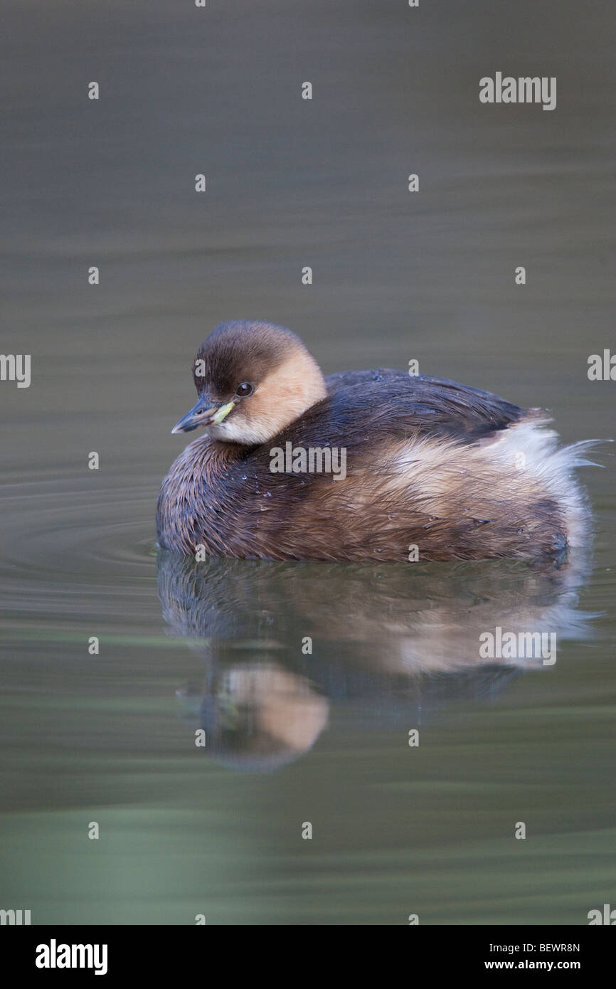 Tachybaptus ruficolis- dabchick seduto su acque calme con la riflessione Foto Stock