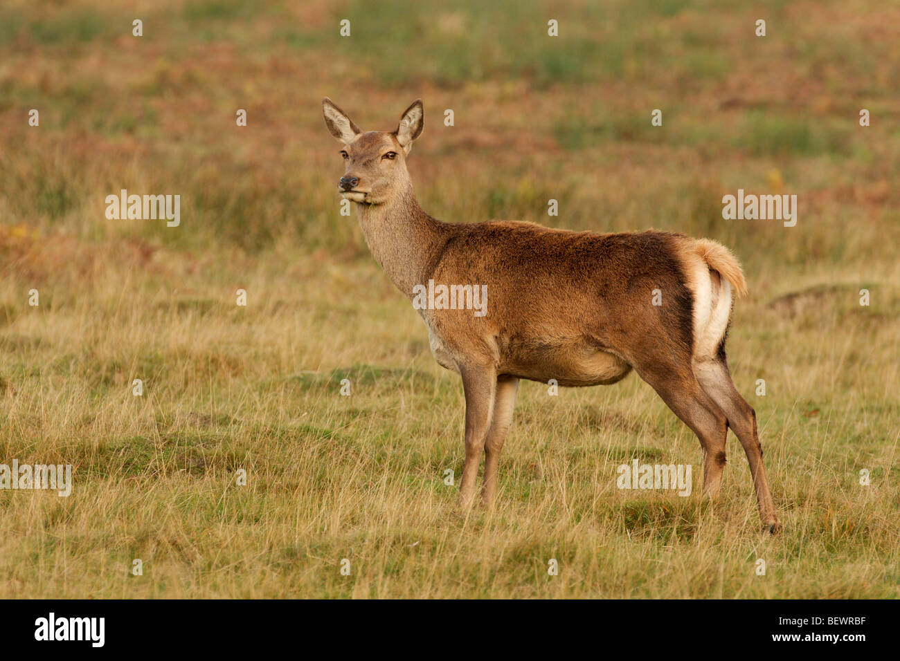Un cervo rosso hind in piedi in erba ruvida Foto Stock