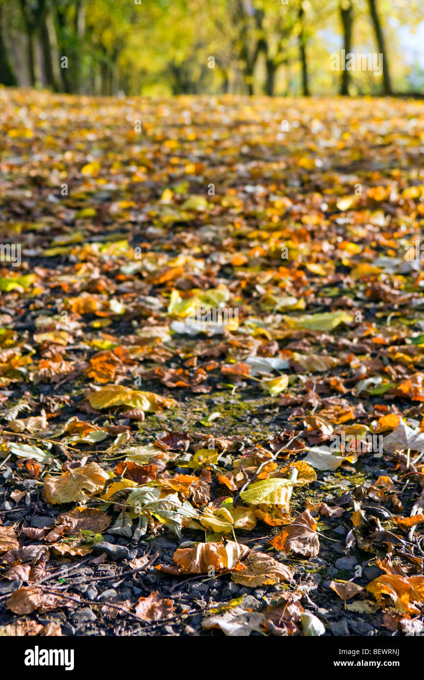 La profondità di campo di una immagine creativa di un autunno scena con focus su foglie Foto Stock