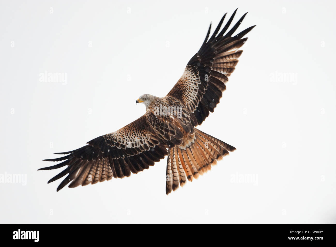 Nibbio reale Milvus milvus ali visualizzato sul bianco della neve sullo sfondo Foto Stock