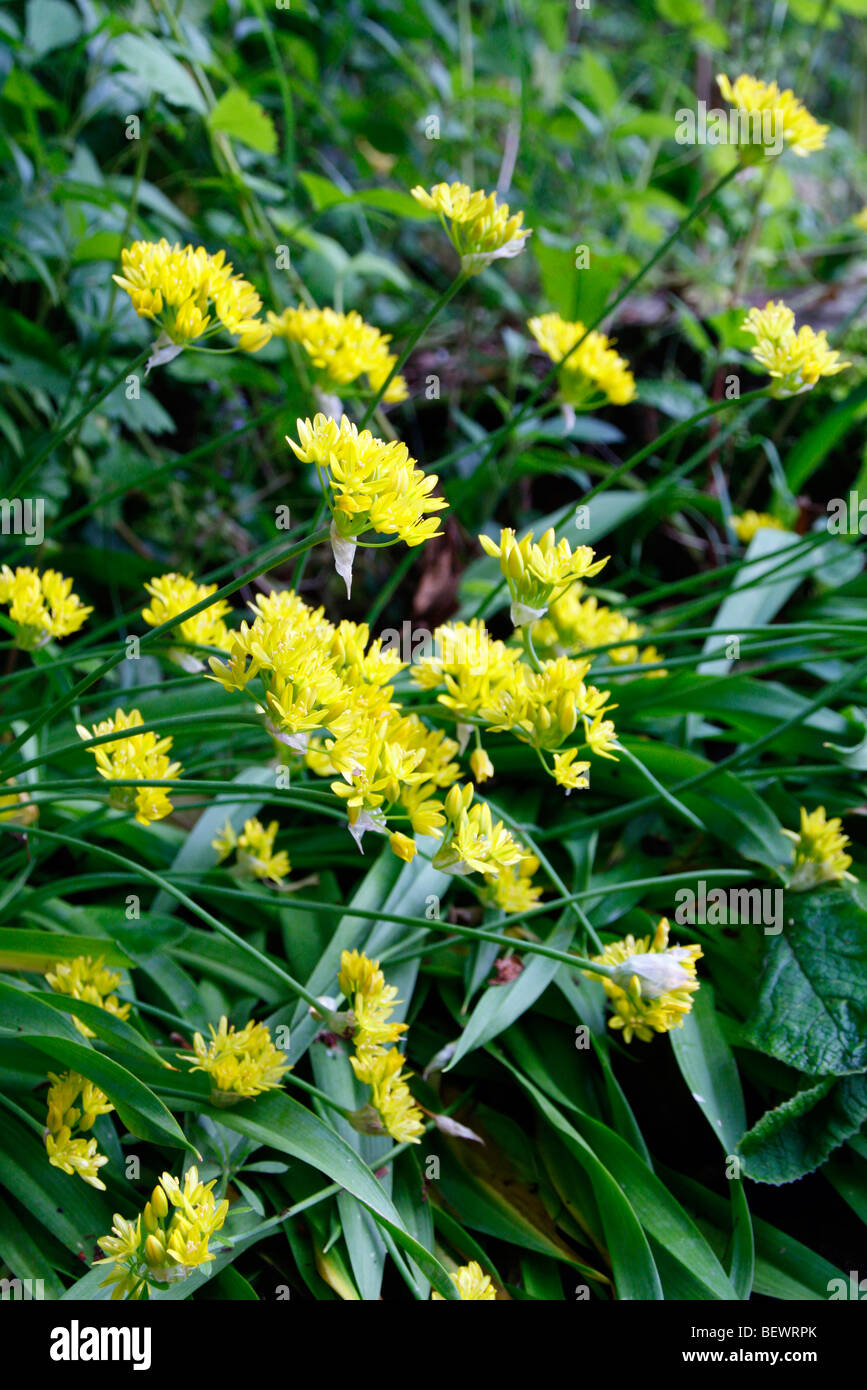 Moly dell'allium Foto Stock