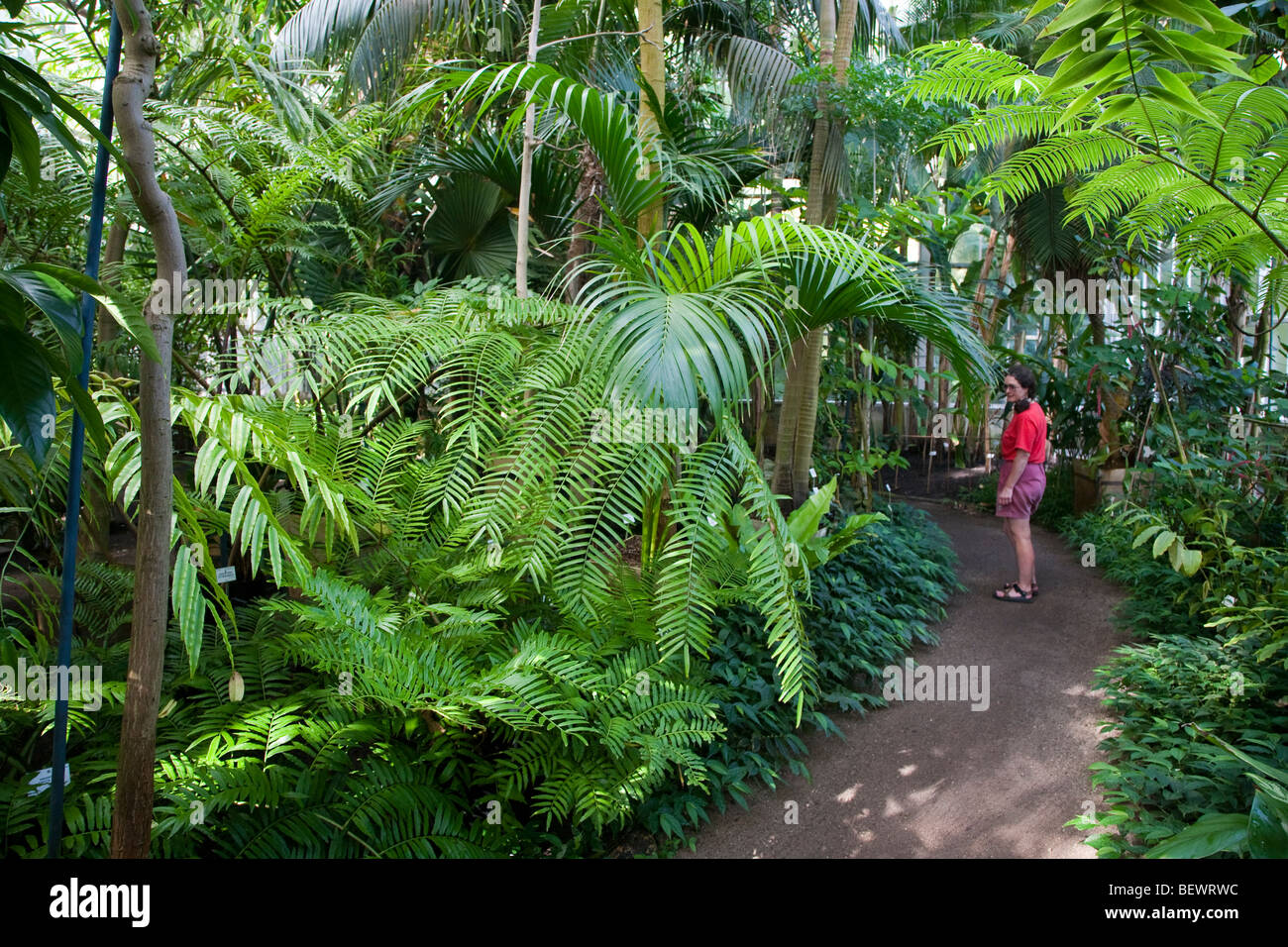 Donna visitatore in serra Giardini Botanici Nazionali Nationale Plantentuin Meise Bruxelles Belgio Foto Stock
