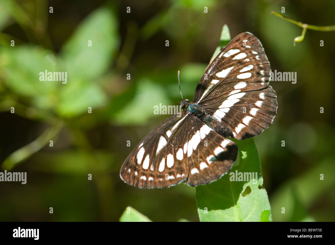 Parapendio comune Butterfly (Neptis sappho forewing). La Slovenia, Luglio. Foto Stock