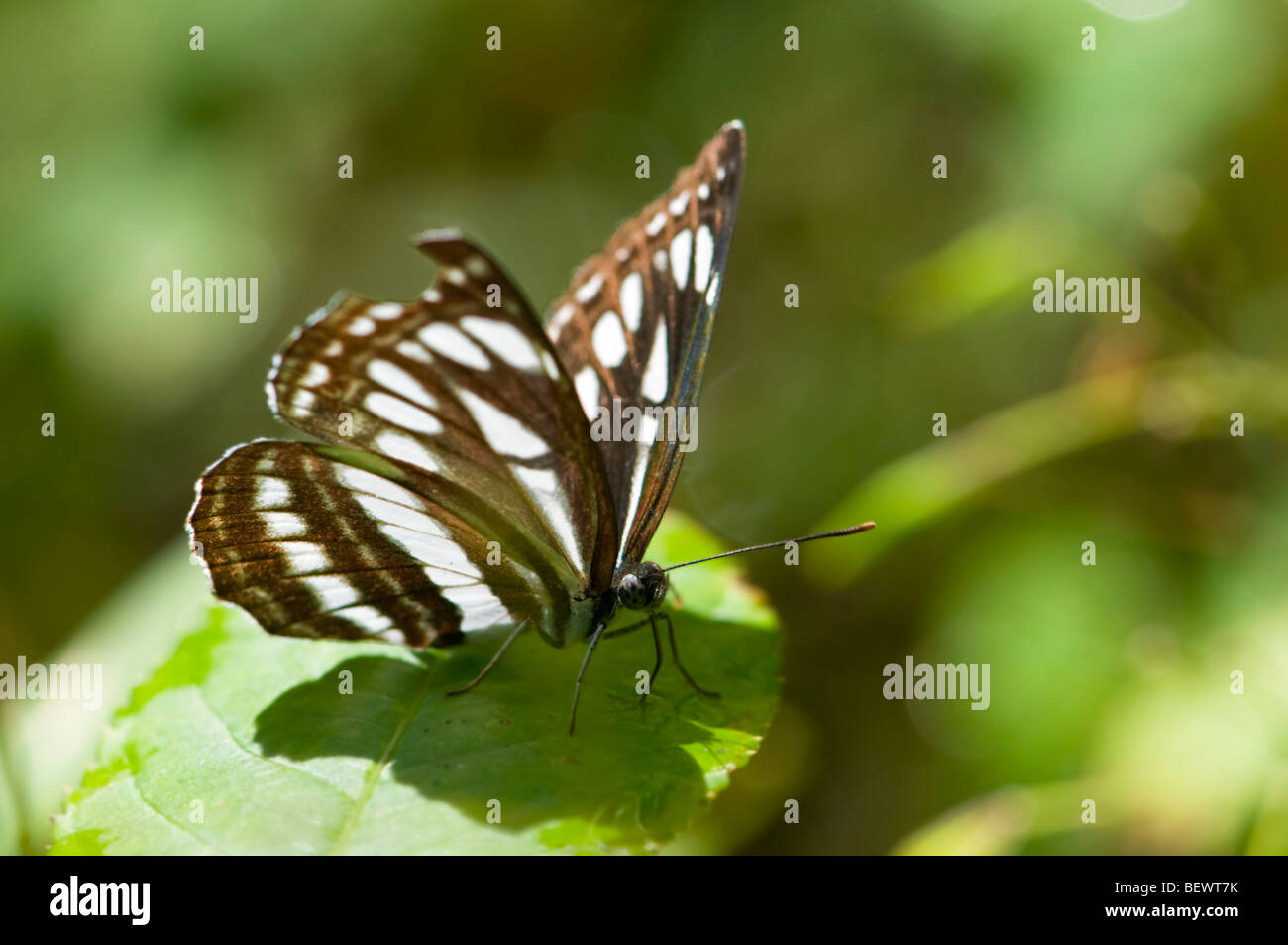 Parapendio comune Butterfly (Neptis sappho) con ala rovinata. La Slovenia, Luglio. Foto Stock