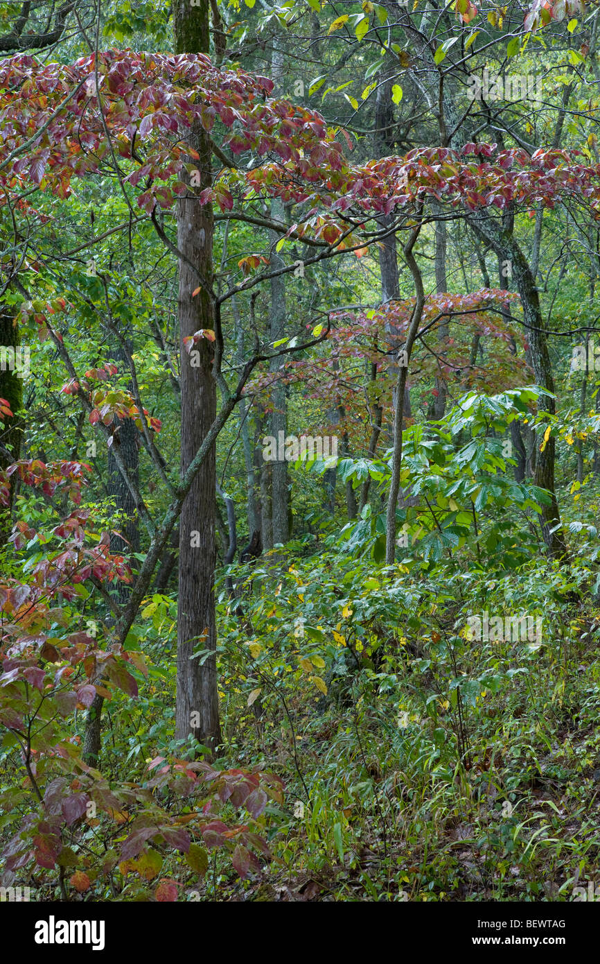 Sanguinello la visualizzazione di colori autunnali, Meramec parco dello Stato del Missouri Foto Stock