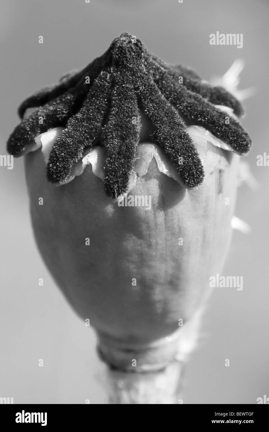 Immagine in bianco e nero di un seme di papavero testa Foto Stock