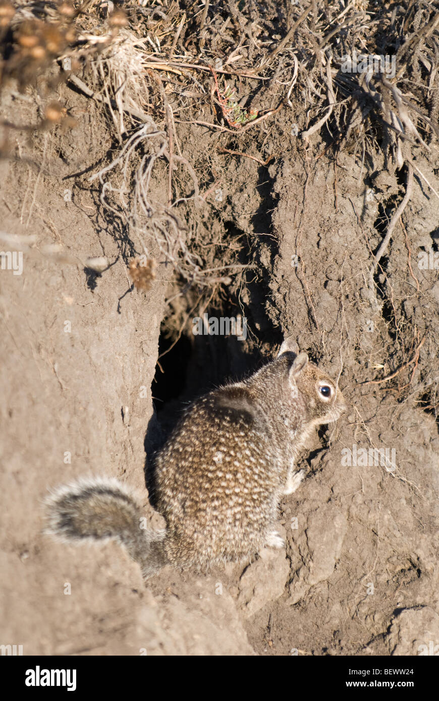 Una massa California scoiattolo (Spermophilus beecheyi) in MacKerricher State Park, California. Foto Stock