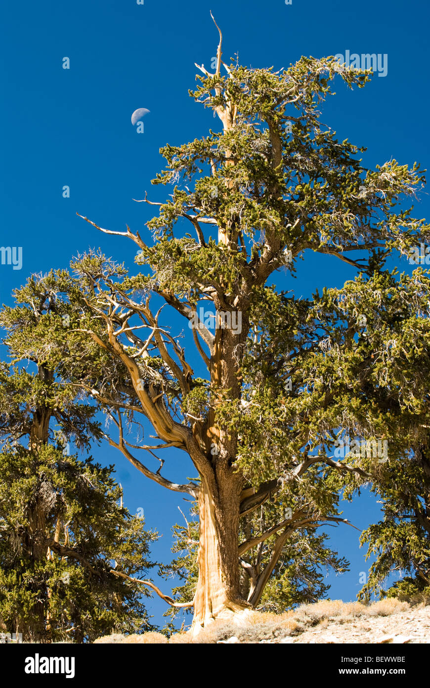 La Schulman BOSCHETTO antico Bristlecone Pineta nella Foresta Nazionale di Inyo, California. Foto Stock