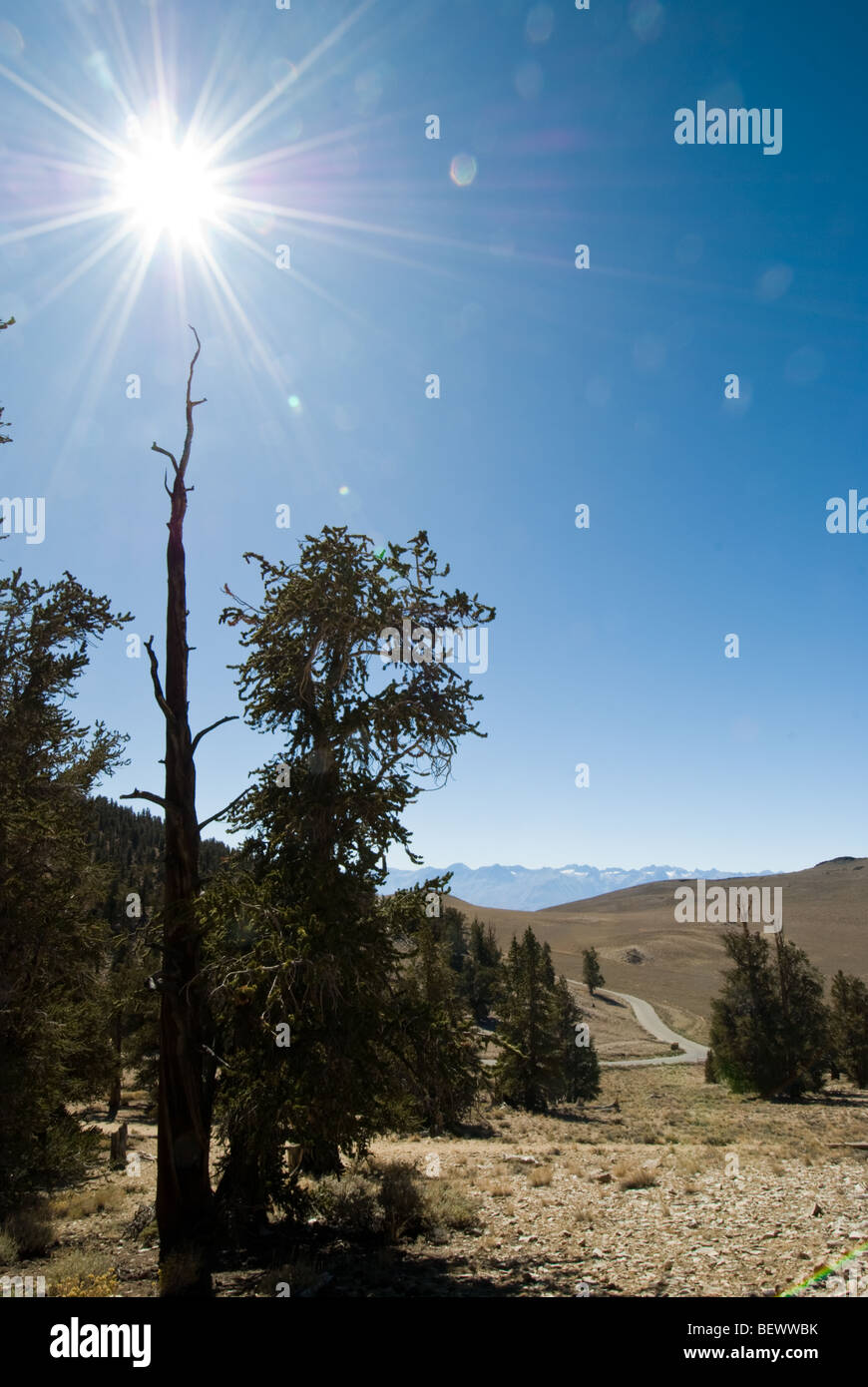 La Schulman BOSCHETTO antico Bristlecone Pineta nella Foresta Nazionale di Inyo, California. Foto Stock