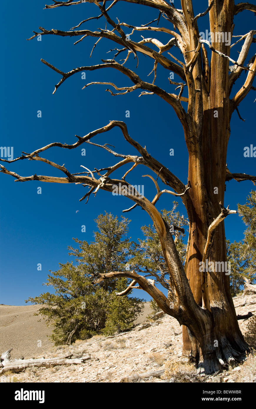 La Schulman BOSCHETTO antico Bristlecone Pineta nella Foresta Nazionale di Inyo, California. Foto Stock