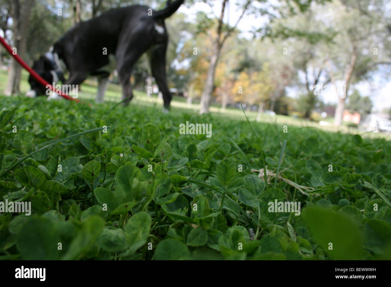 Lo sniffing del cane erba in un parco Foto Stock