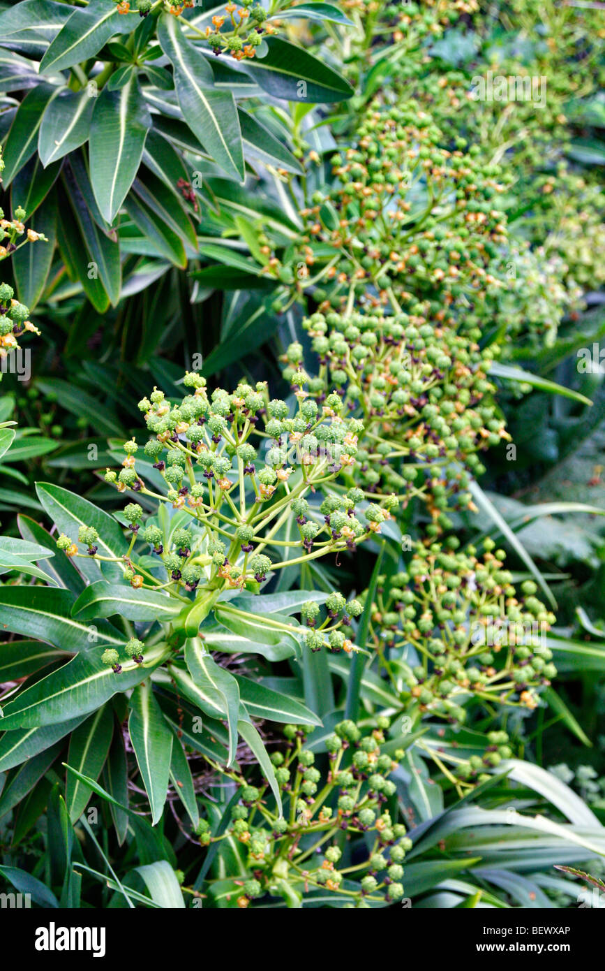 Euphorbia stygiana di seme Foto Stock