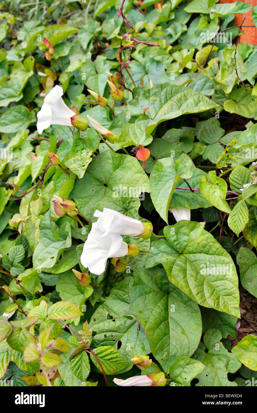 Maggiore Centinodia - Calystegia sylvatica Foto Stock