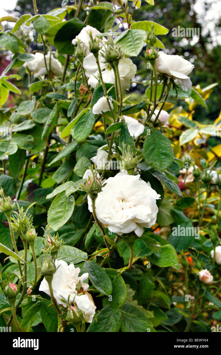 Rosa 'Madame Hardy degli azionisti Foto Stock