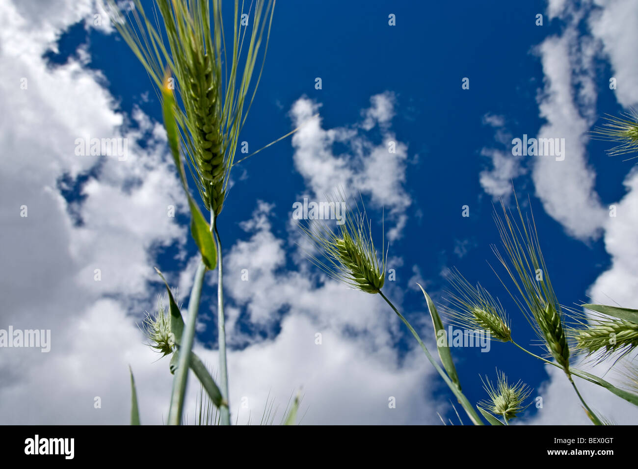 Orecchio verde il mais. Zanskar. India Foto Stock