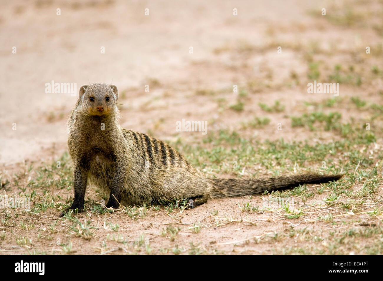 Nastrare Mangusta - Masai Mara riserva nazionale, Kenya Foto Stock