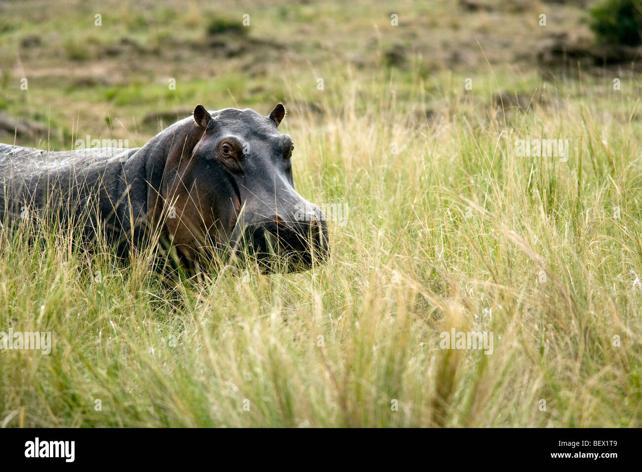 Ippopotamo - Masai Mara riserva nazionale, Kenya Foto Stock