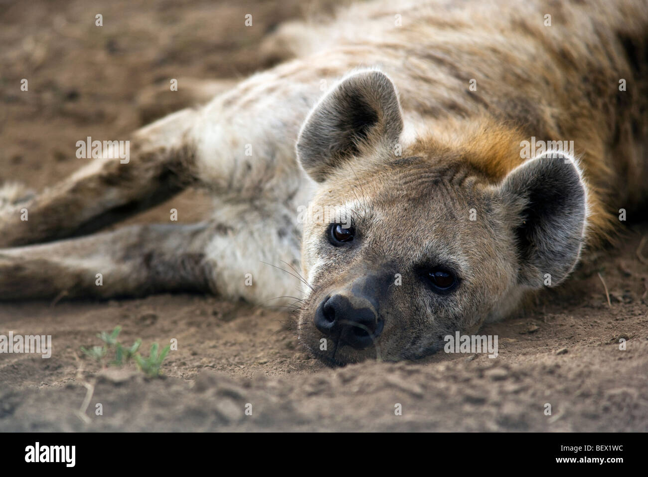 Spotted Hyena - Masai Mara riserva nazionale, Kenya Foto Stock