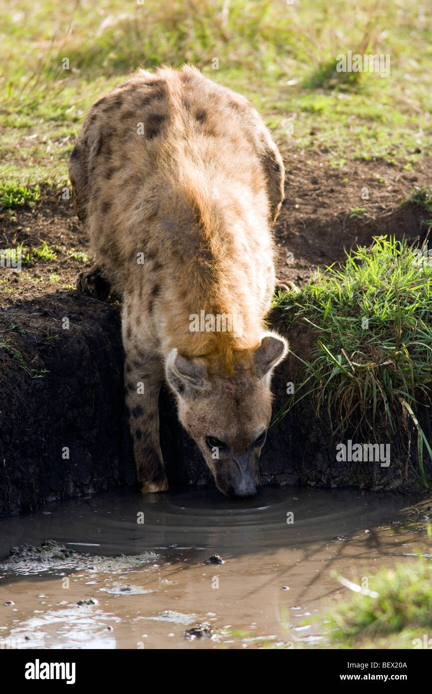 Spotted Hyena bere - Masai Mara riserva nazionale, Kenya Foto Stock