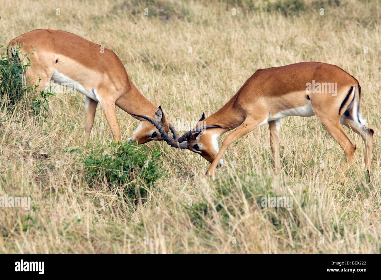 Impala a colpi di corna - Masai Mara riserva nazionale, Kenya Foto Stock