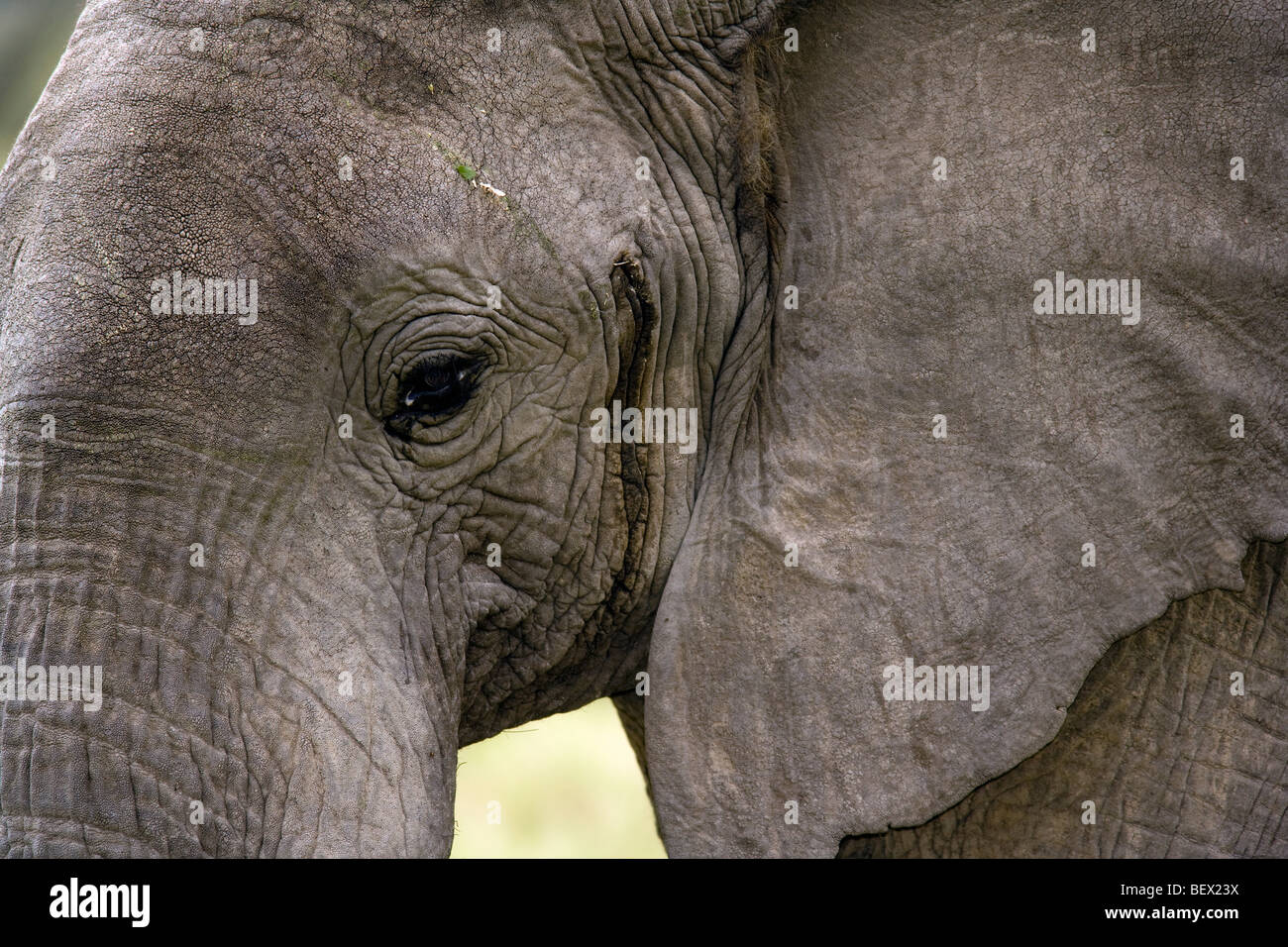 Close-up di elefante africano - Masai Mara riserva nazionale, Kenya Foto Stock