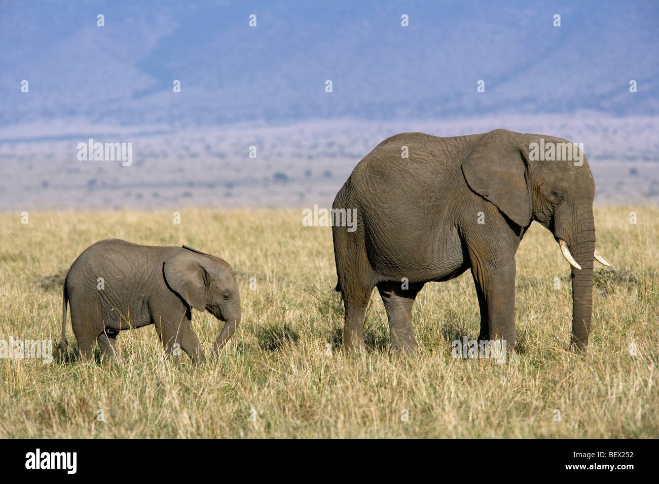 Elefante africano con i giovani - Masai Mara riserva nazionale, Kenya Foto Stock