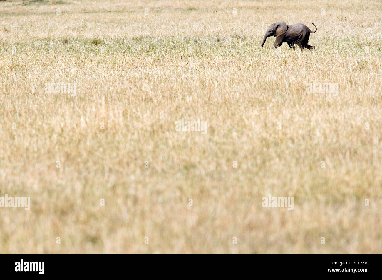 Baby Elefante africano - Masai Mara riserva nazionale, Kenya Foto Stock