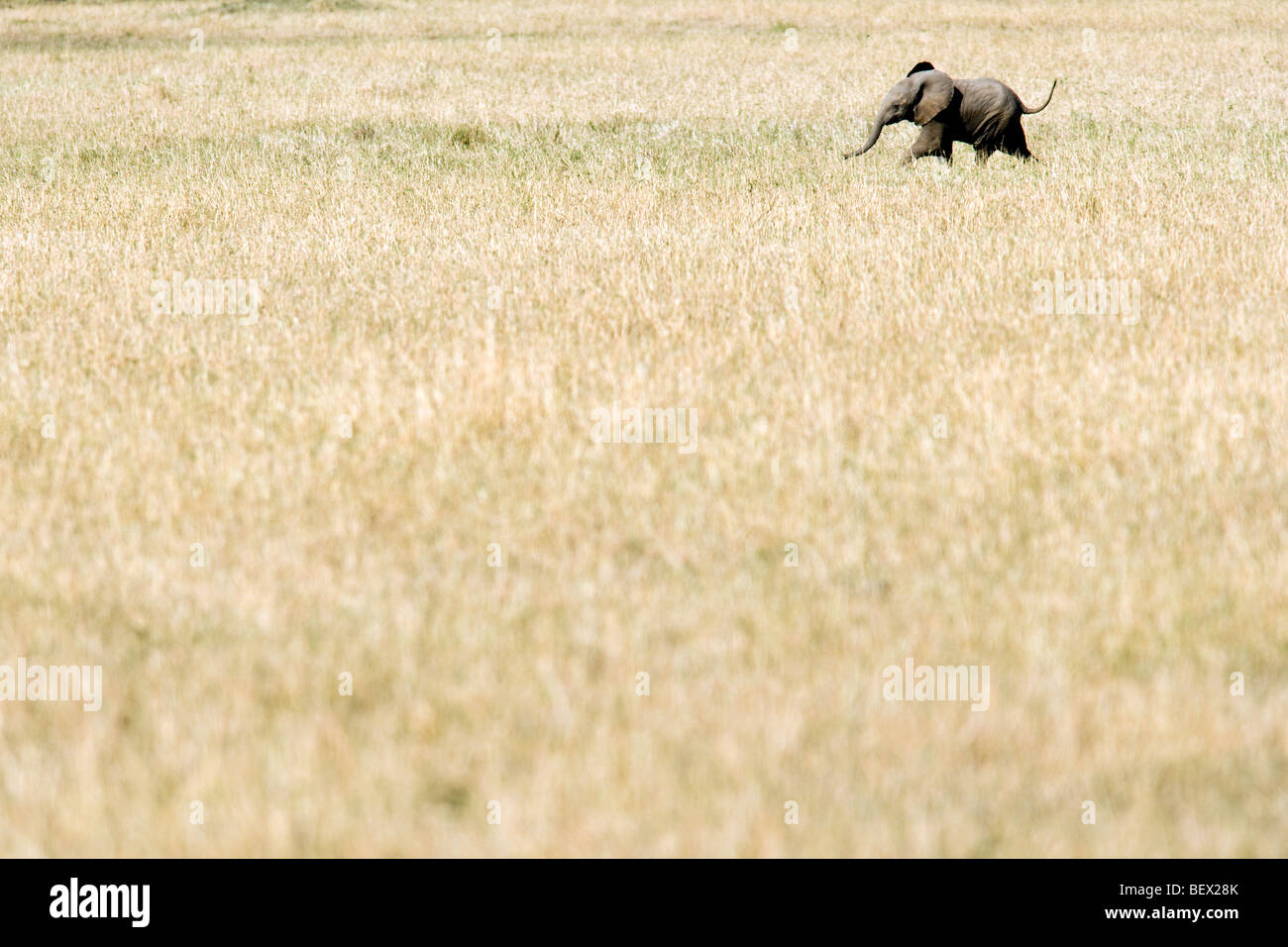 Baby Elefante africano - Masai Mara riserva nazionale, Kenya Foto Stock