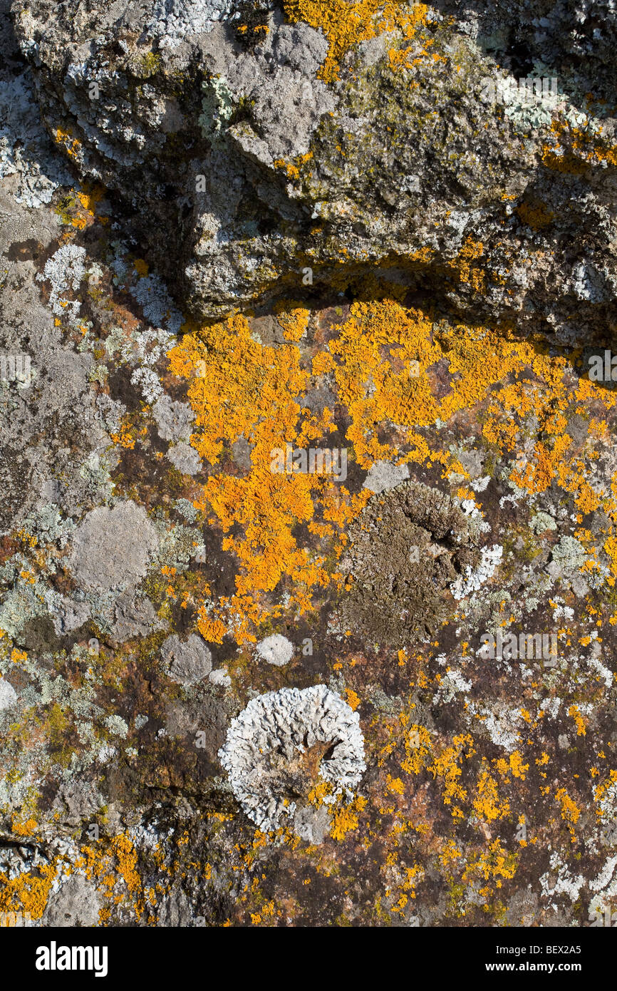 roccia, licheni, Foto Stock