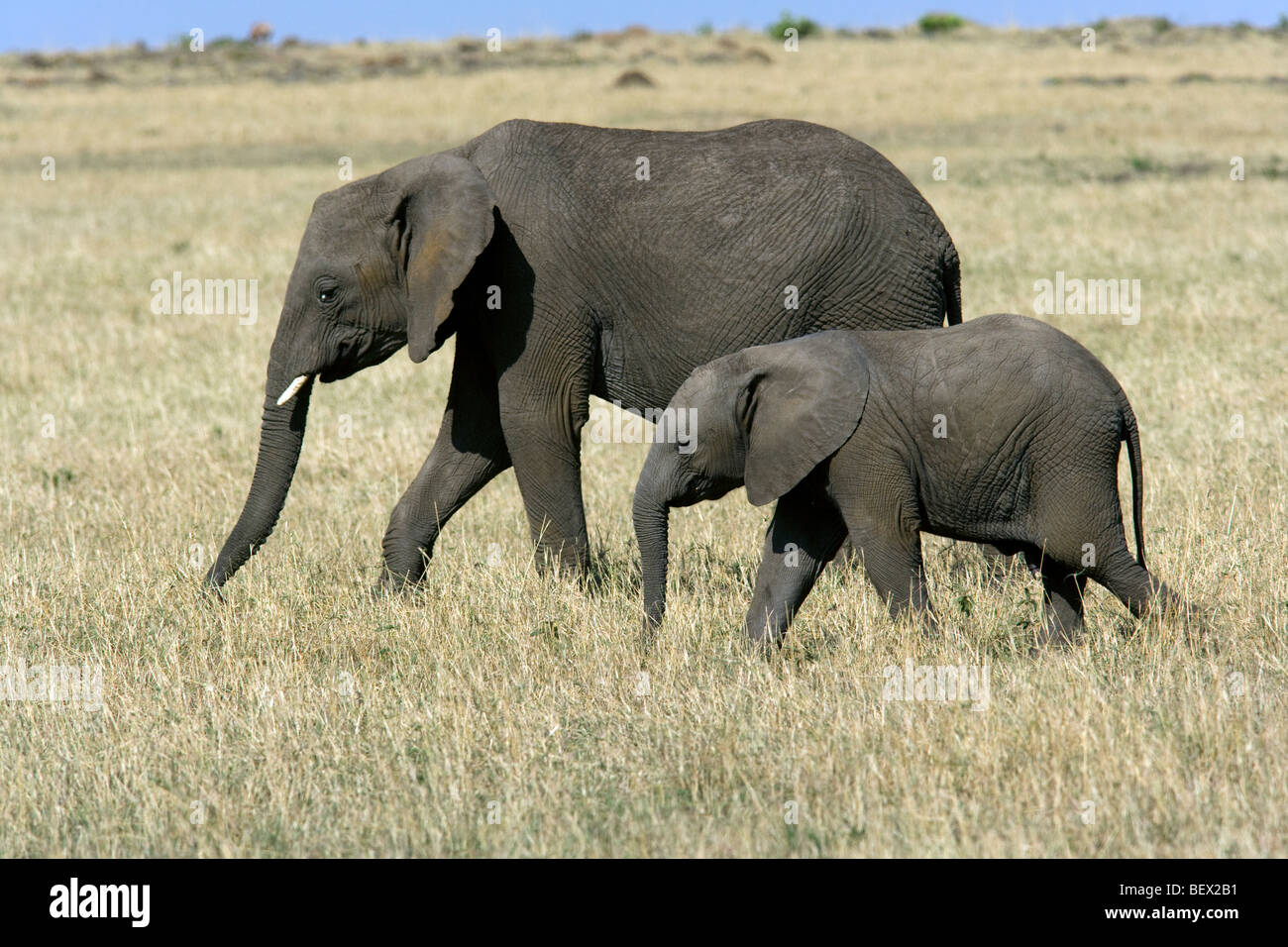 Elefante africano con i giovani - Masai Mara riserva nazionale, Kenya Foto Stock