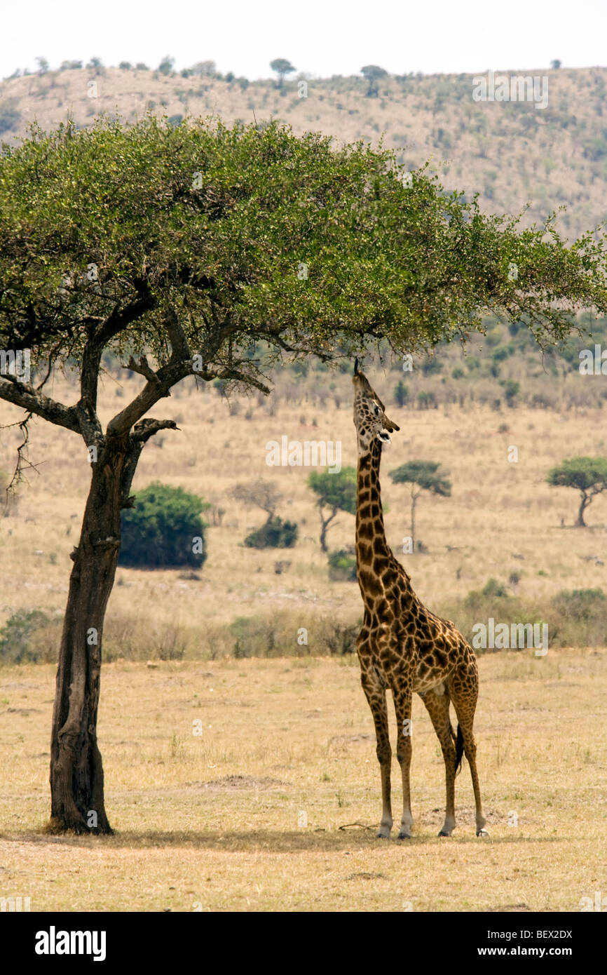 Masai Giraffe alimentazione su Acacia - Masai Mara riserva nazionale, Kenya Foto Stock