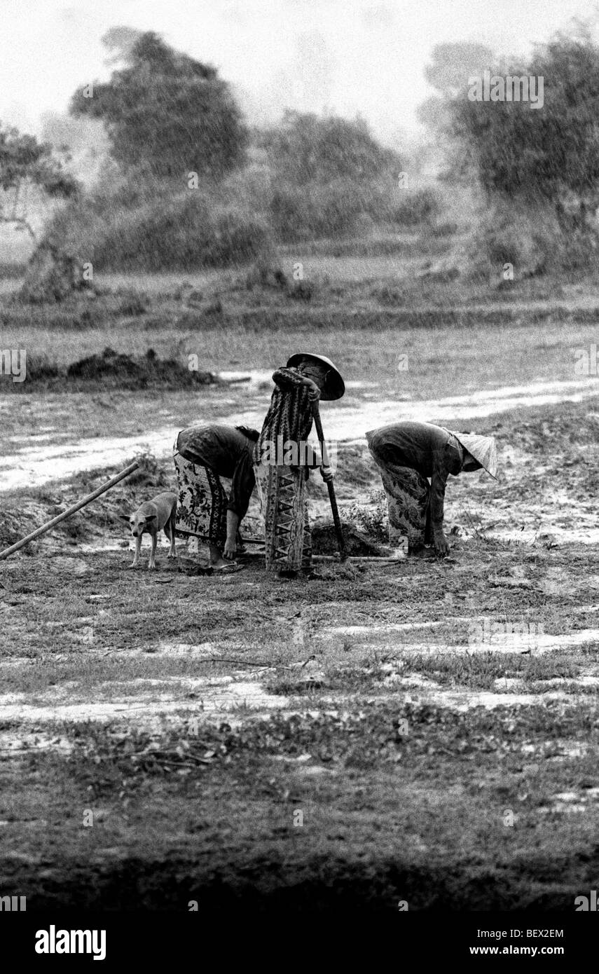 Agricoltura cambogiano Foto Stock