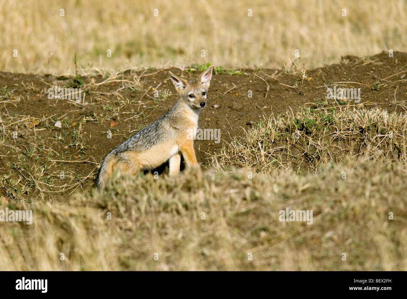 Giovani Jackal - Masai Mara riserva nazionale, Kenya Foto Stock