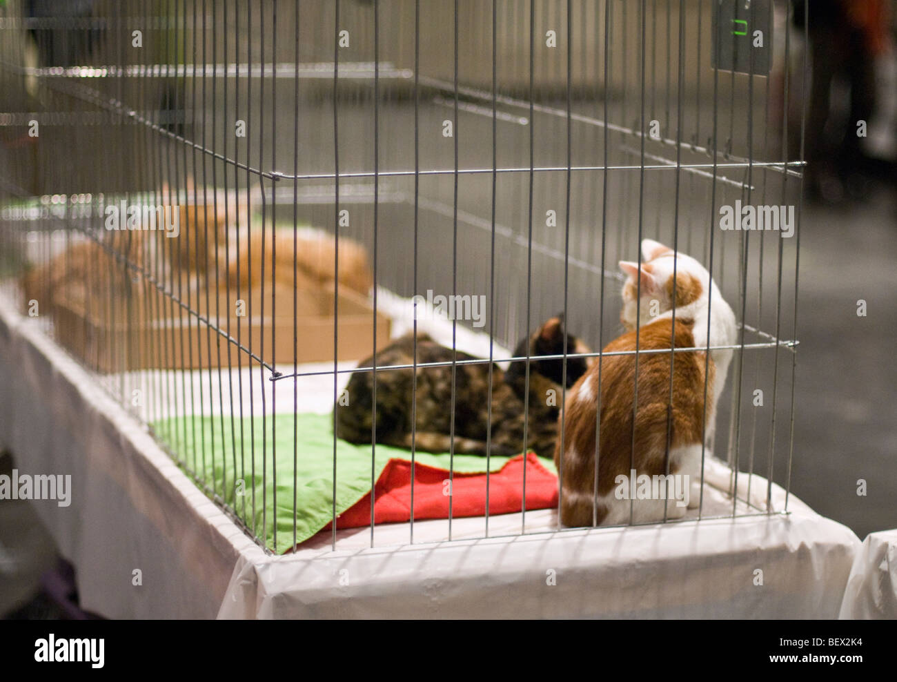 Gatti in un animale centro di salvataggio in attesa di essere adottata Foto Stock