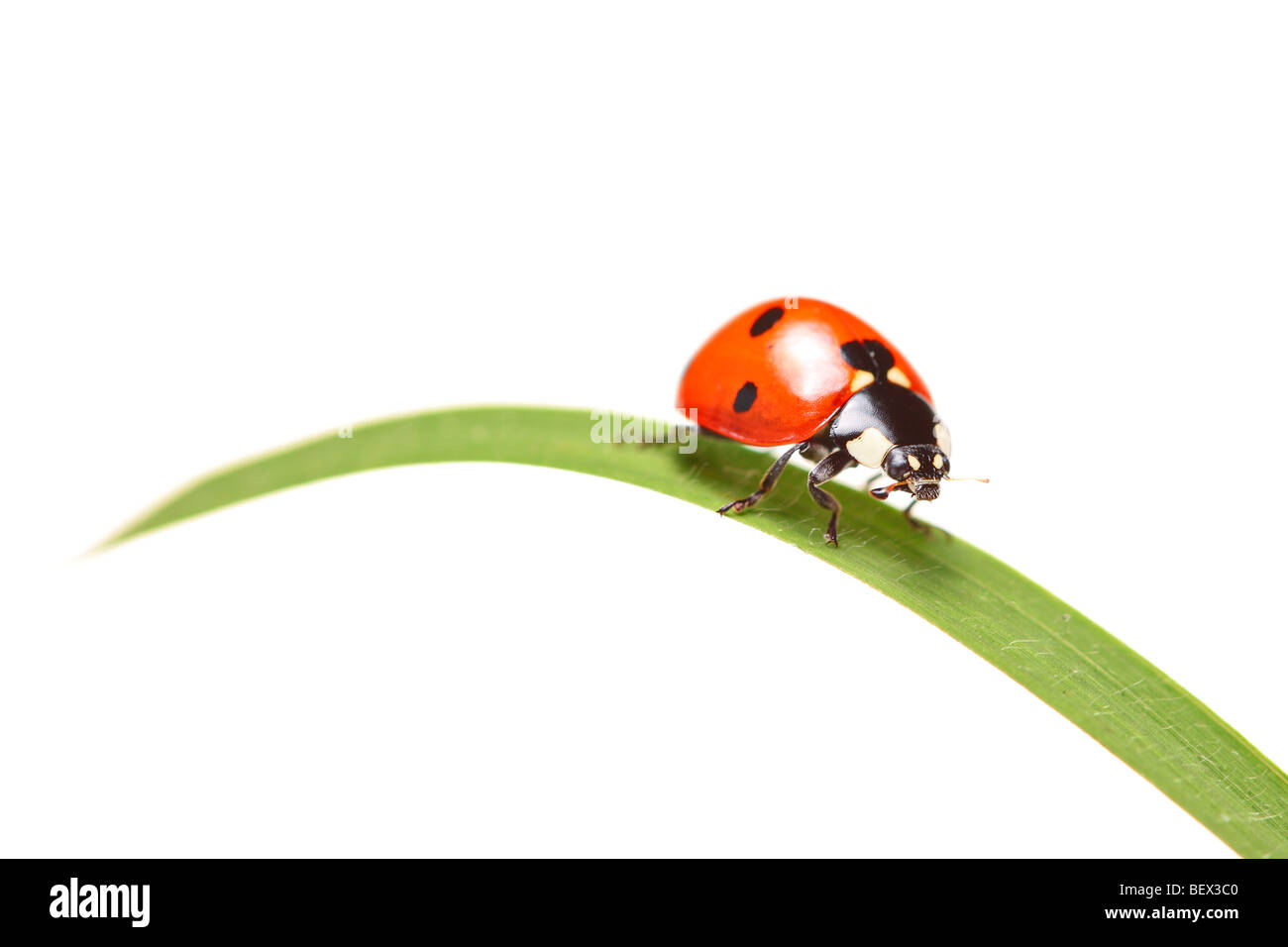 Ladybird camminando su una foglia isolati su sfondo bianco Foto Stock