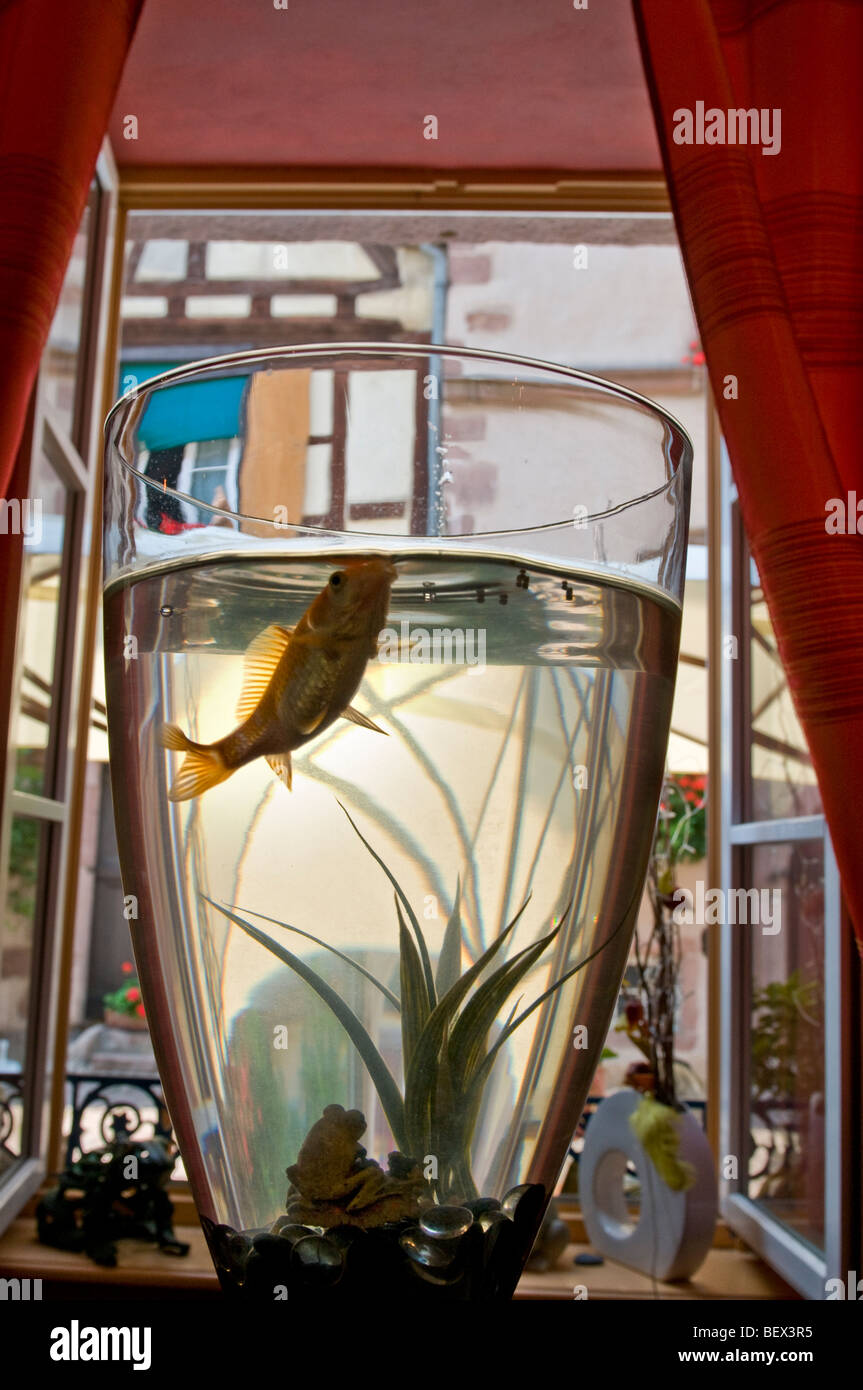 Surreale immagine di un pesciolino gigante in vetro del vino come un elemento centrale nel ristorante francese Alsace Francia Foto Stock