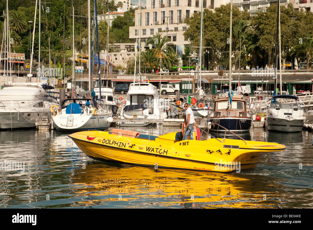 Una osservazione dei delfini barca nel porticciolo, Funchal, Madeira Foto Stock